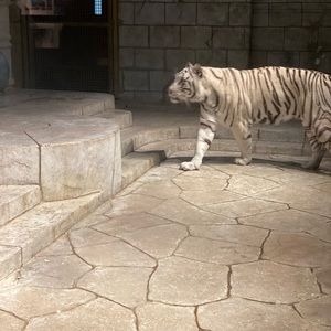 Meet your Posher, Krishna